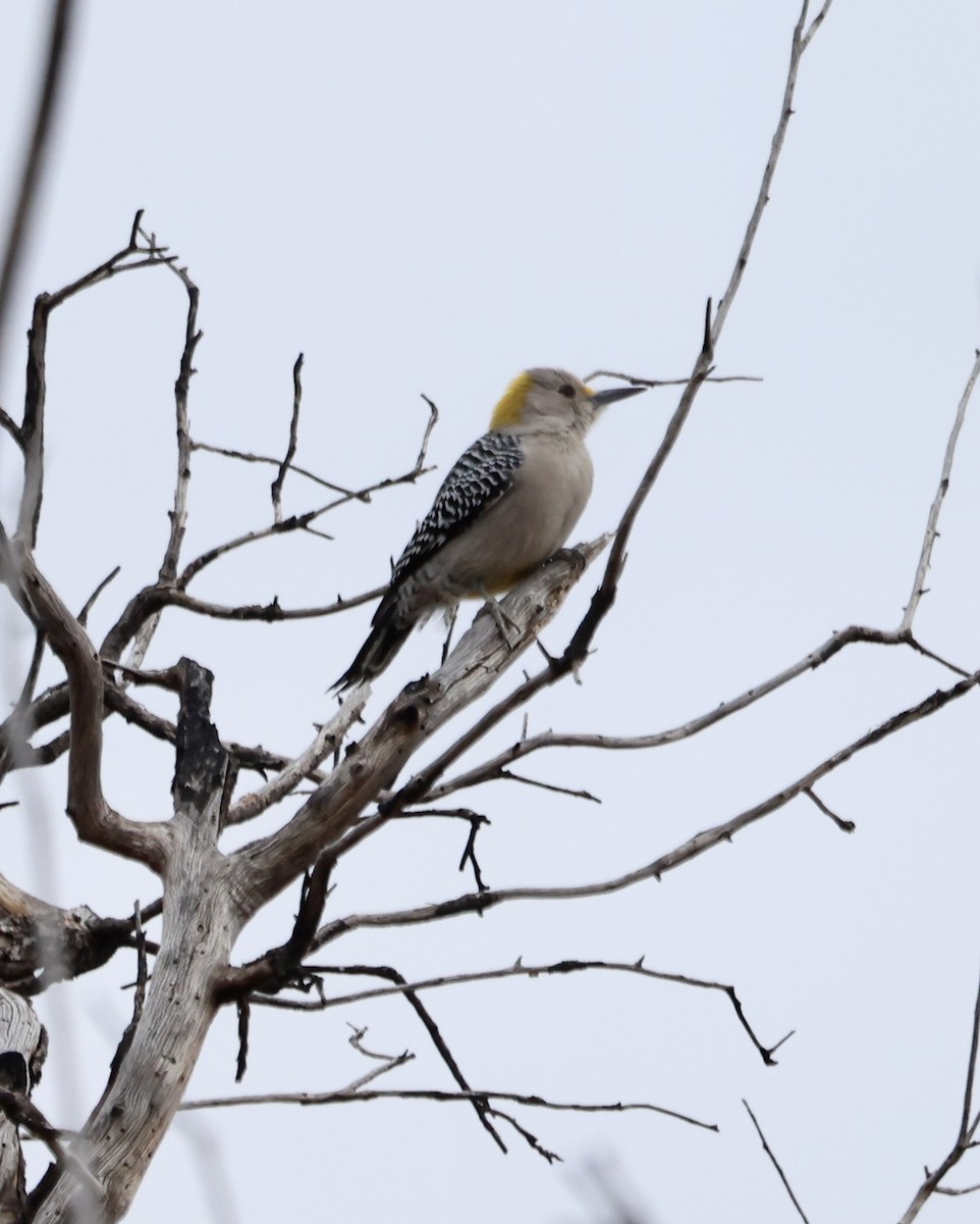 Golden-fronted Woodpecker - ML629675476