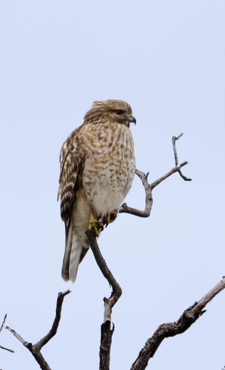 Red-shouldered Hawk - ML629675486