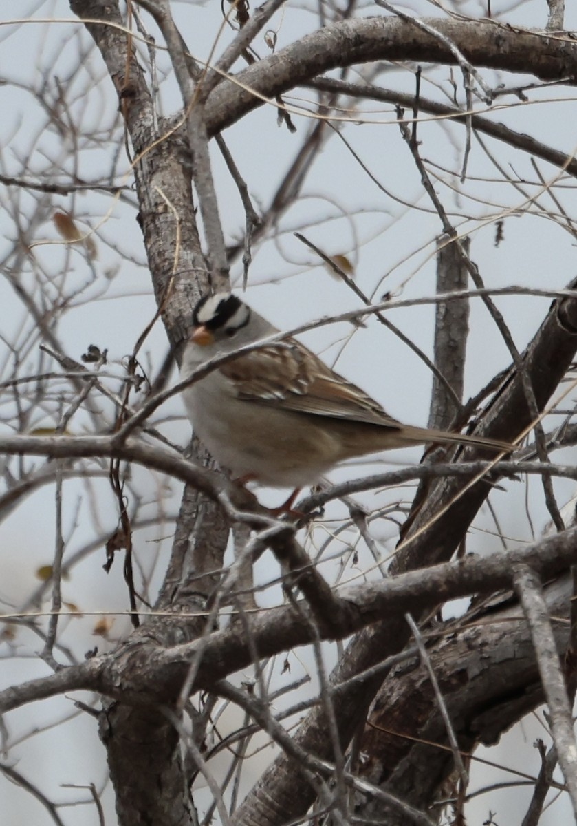 White-crowned Sparrow - ML629675511