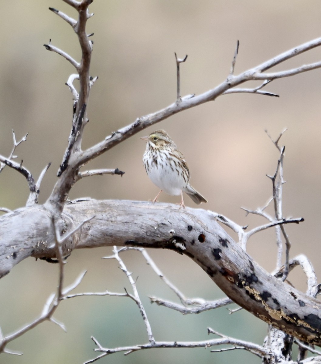 Savannah Sparrow - ML629675523