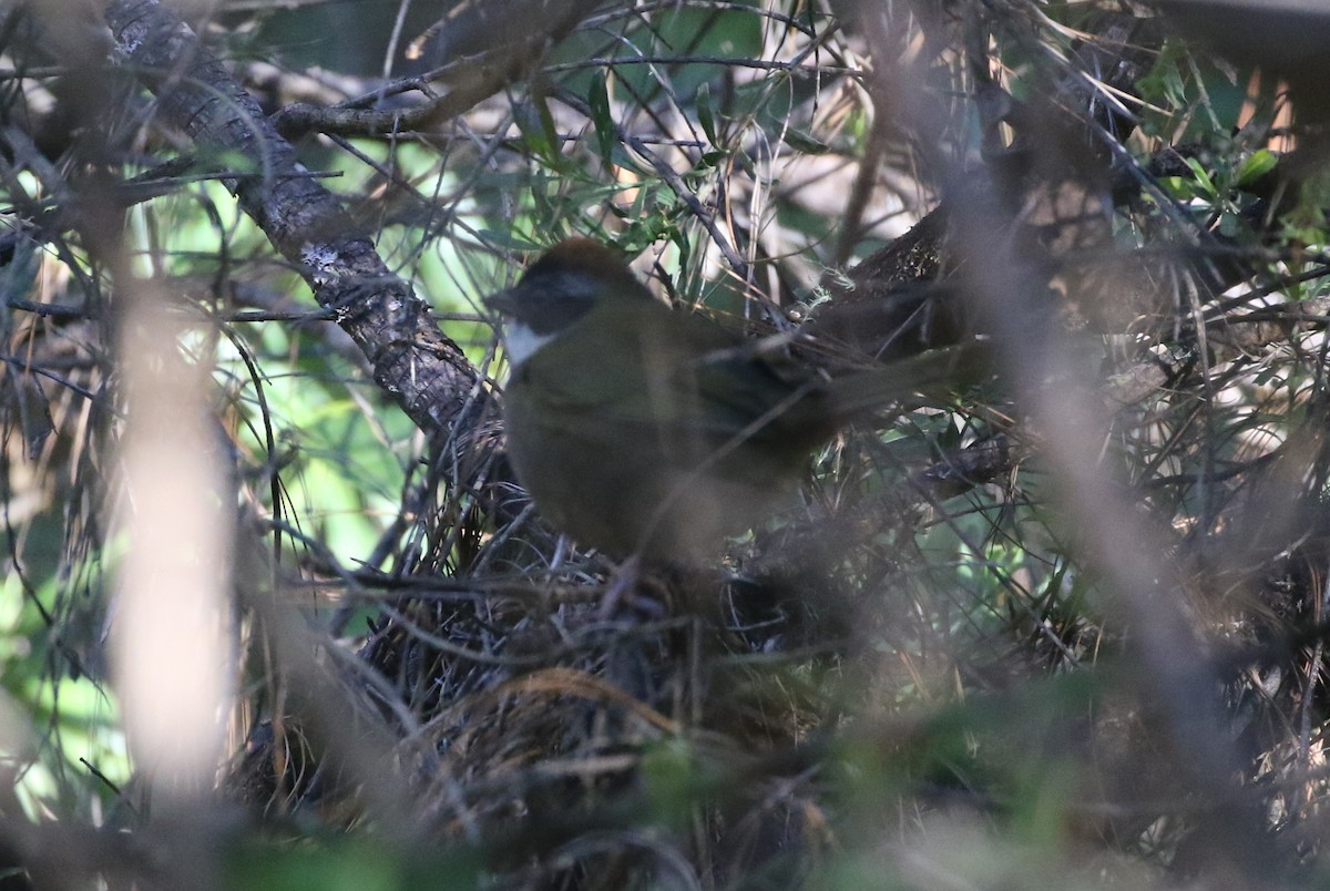 Collared Towhee - ML629675527