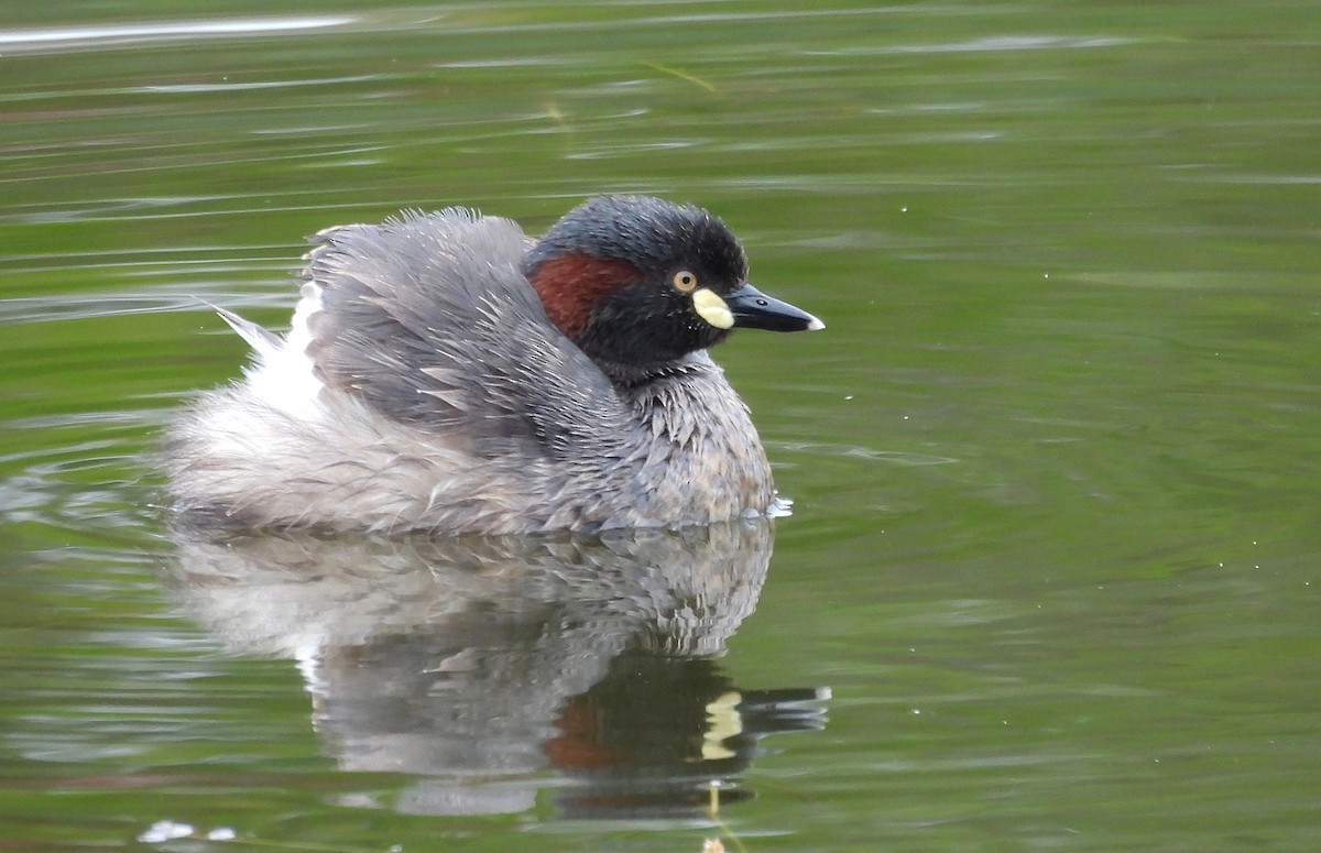 Australasian Grebe - ML629675546