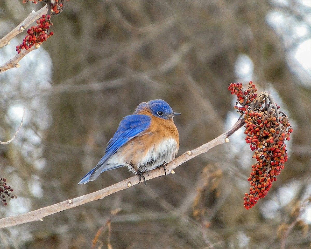 Eastern Bluebird - ML629675568