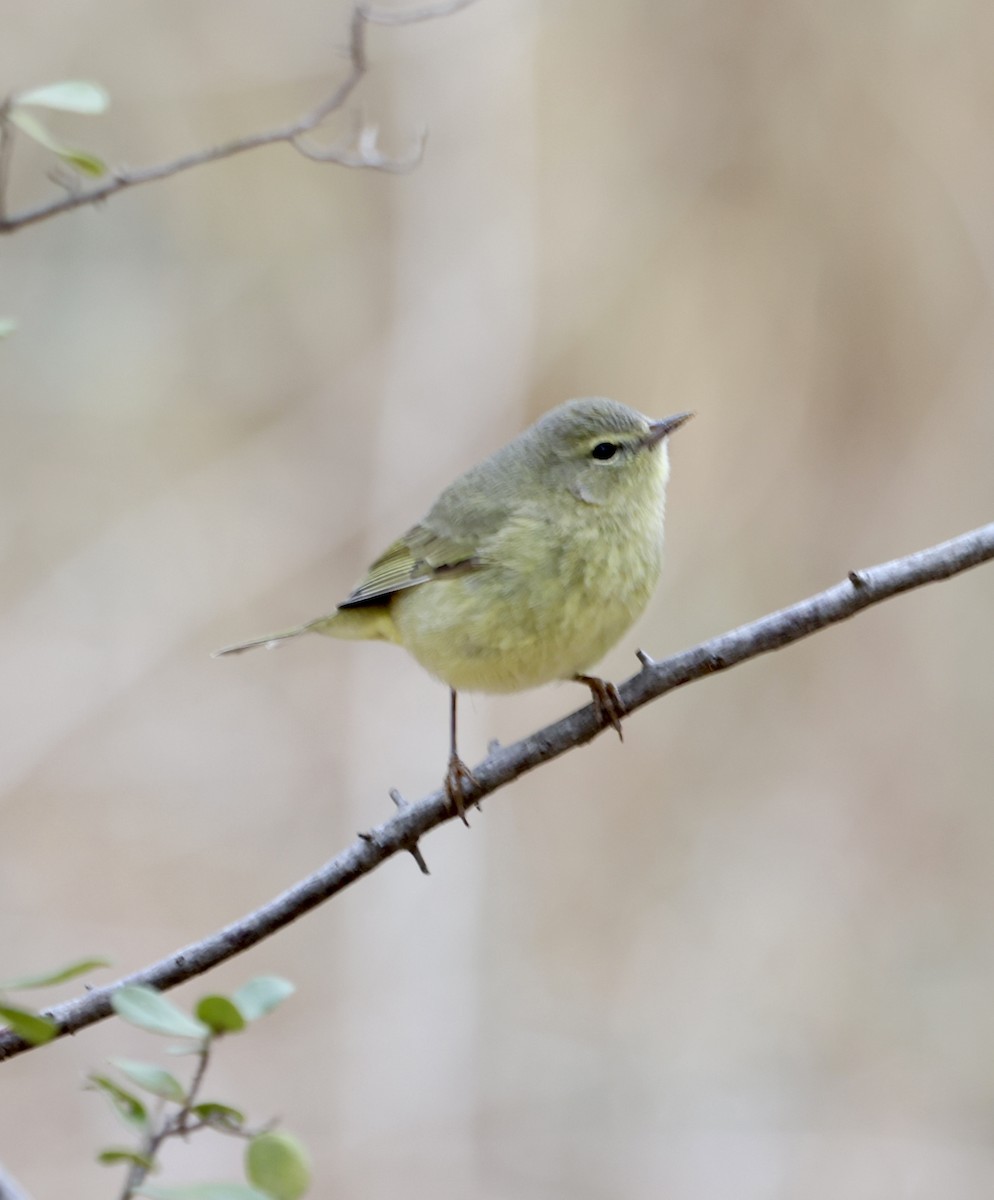 Orange-crowned Warbler - ML629675569