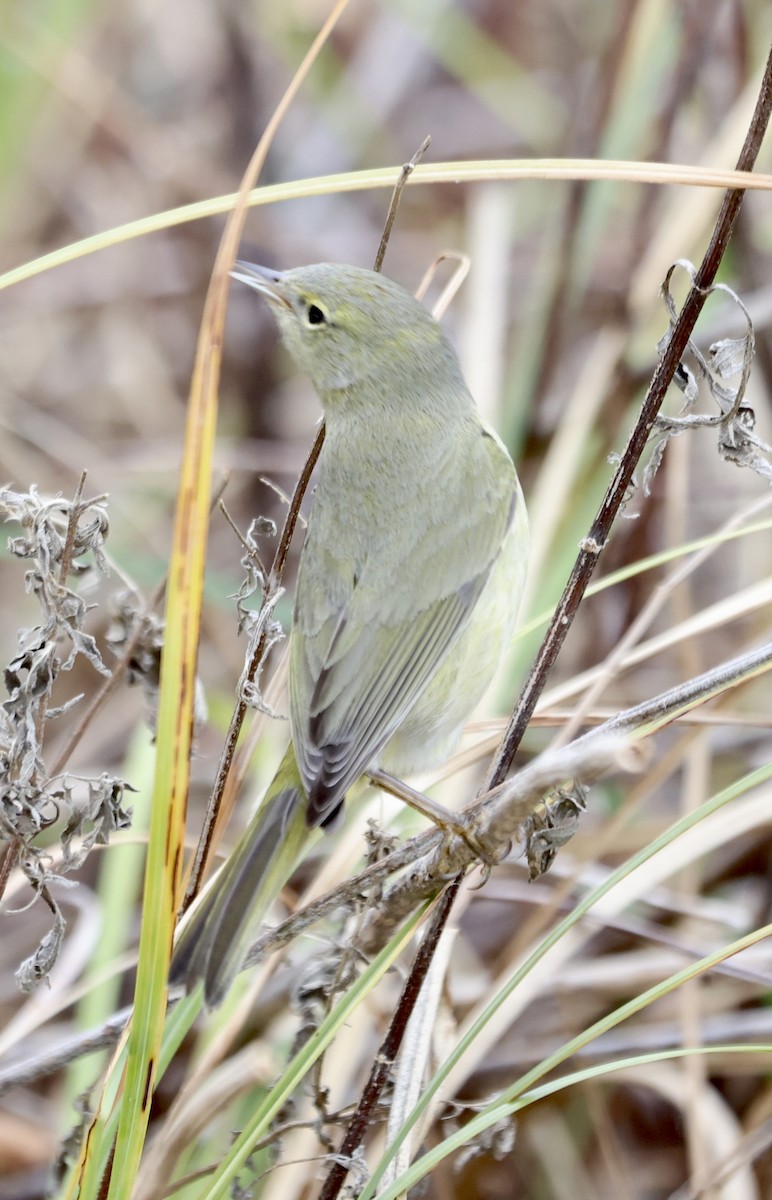 Orange-crowned Warbler - ML629675570