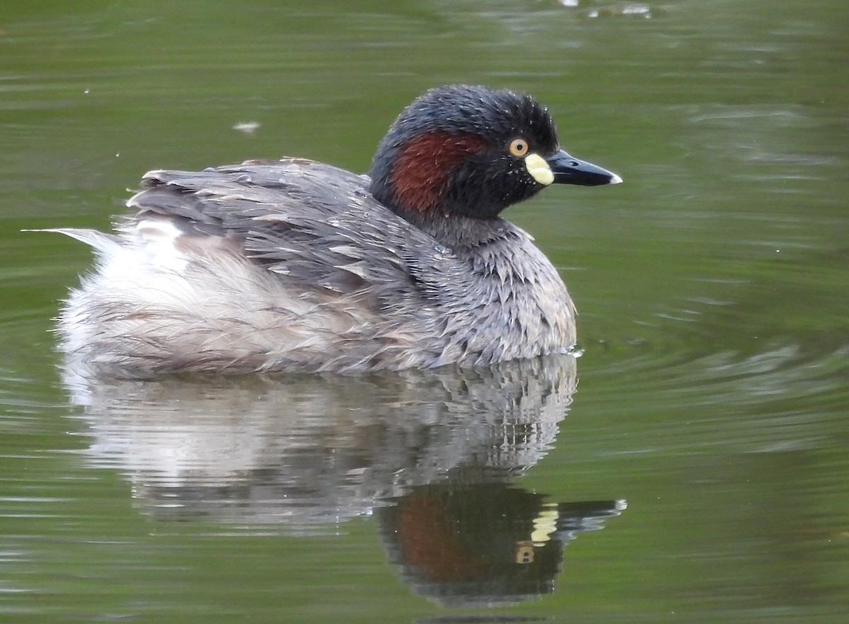 Australasian Grebe - ML629675627