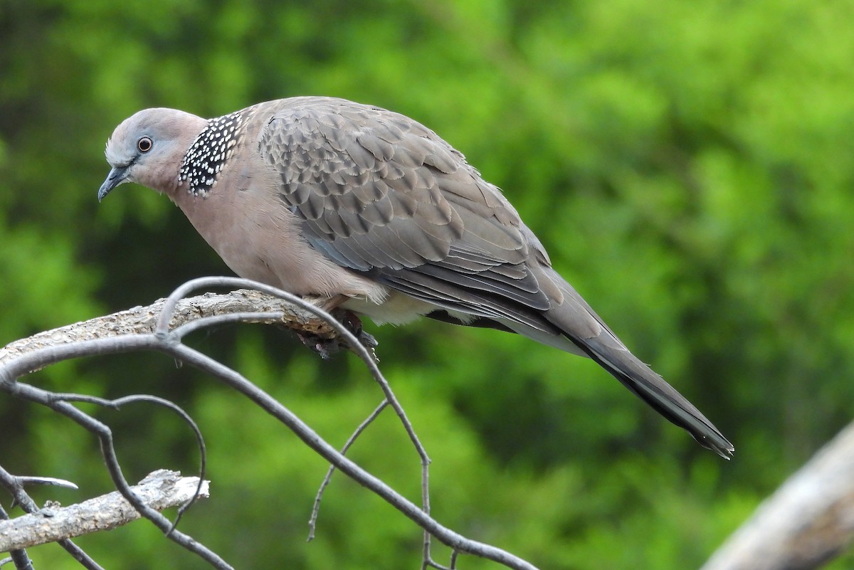 Spotted Dove - ML629675739