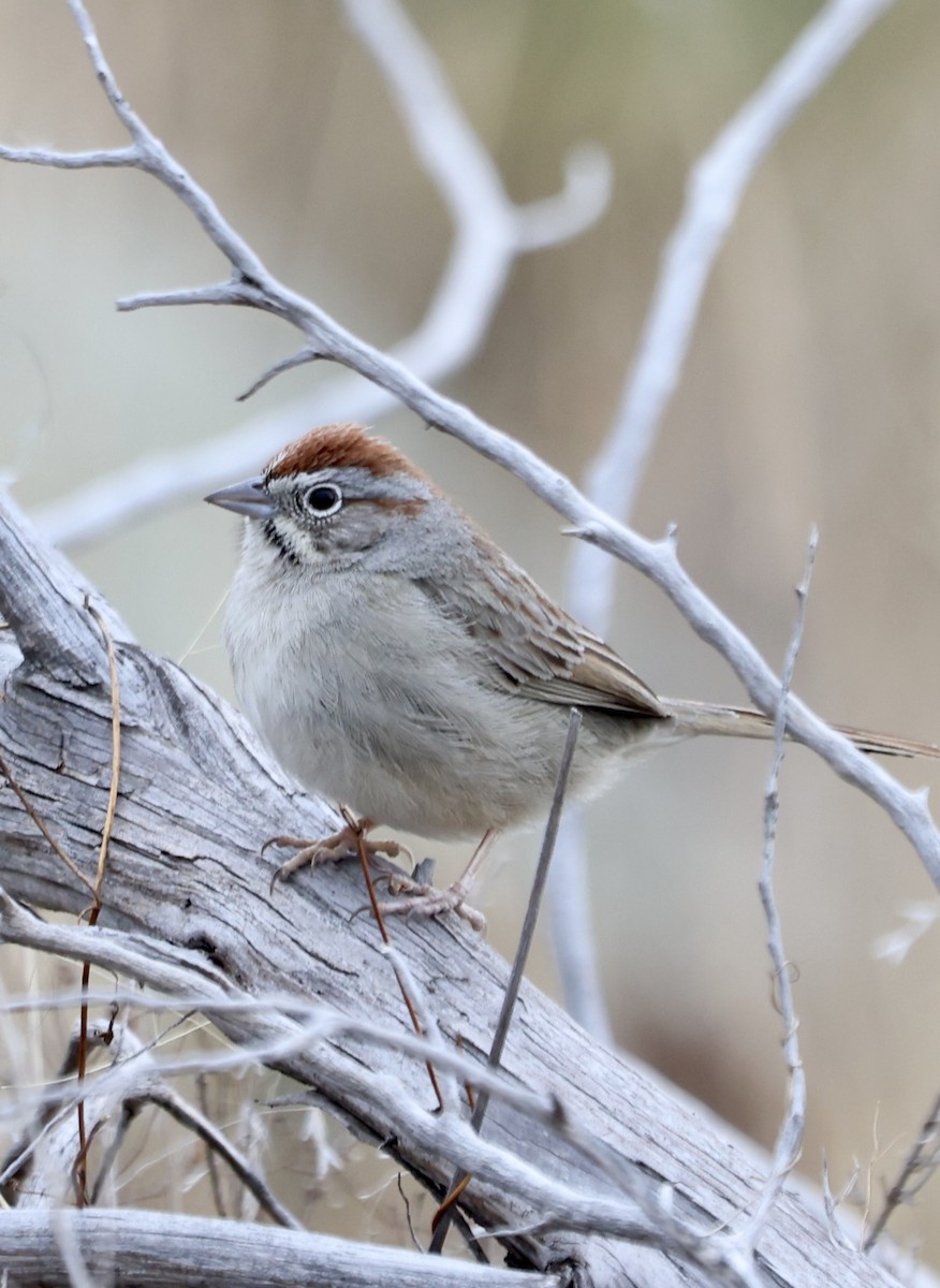 Rufous-crowned Sparrow - ML629675788