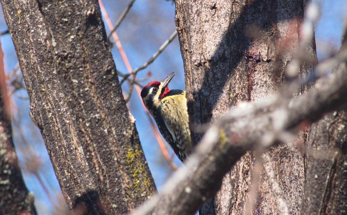 Yellow-bellied Sapsucker - ML629675832