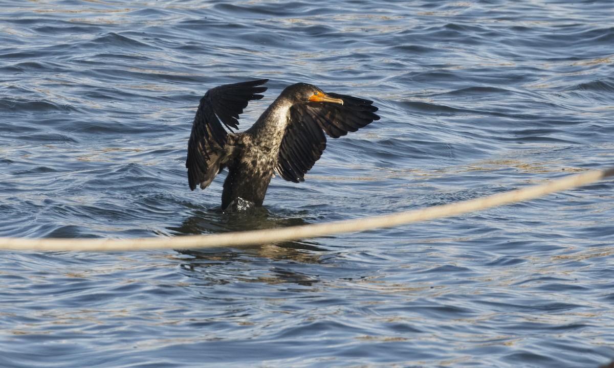 Double-crested Cormorant - ML629675985