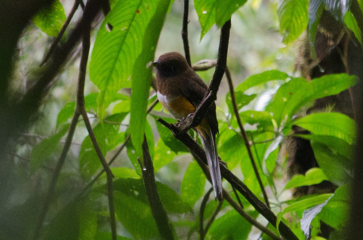 Collared Trogon - ML629676046