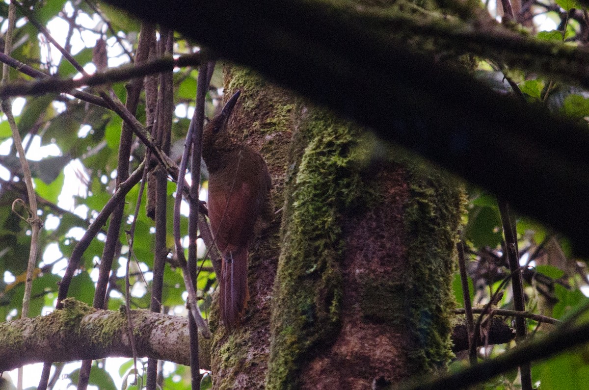 Northern Barred-Woodcreeper - ML629676052