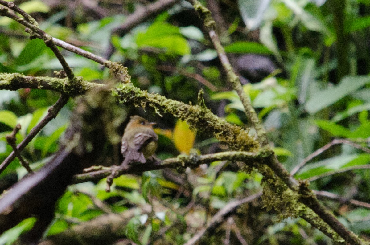 Tufted Flycatcher - ML629676063