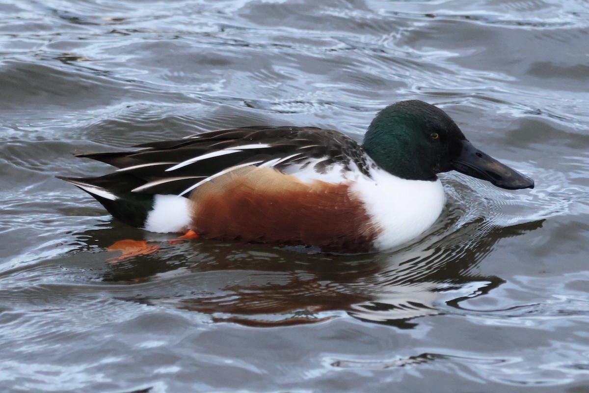 Northern Shoveler - Deborah Slavin