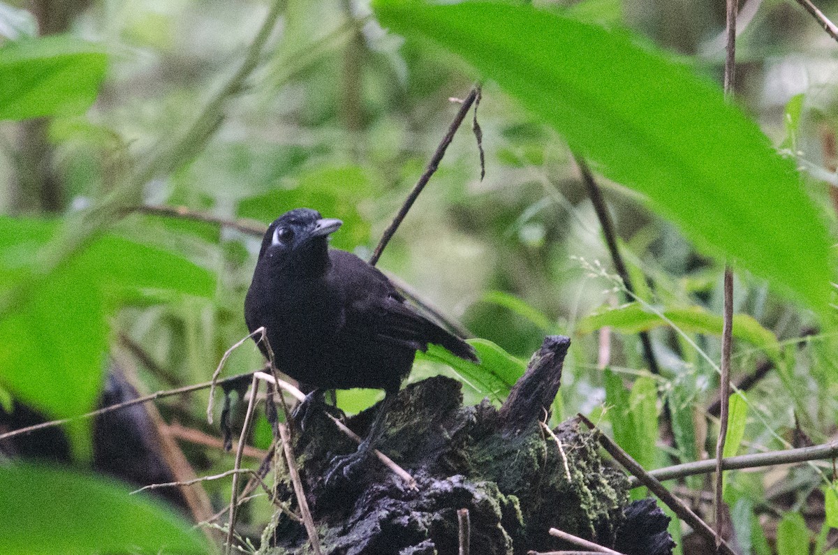 Zeledon's Antbird - ML629676110