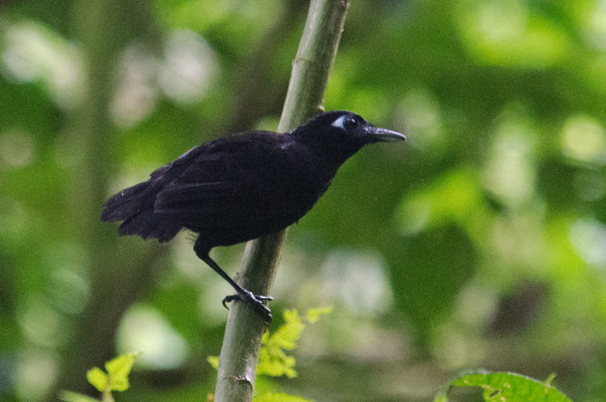 Zeledon's Antbird - ML629676111