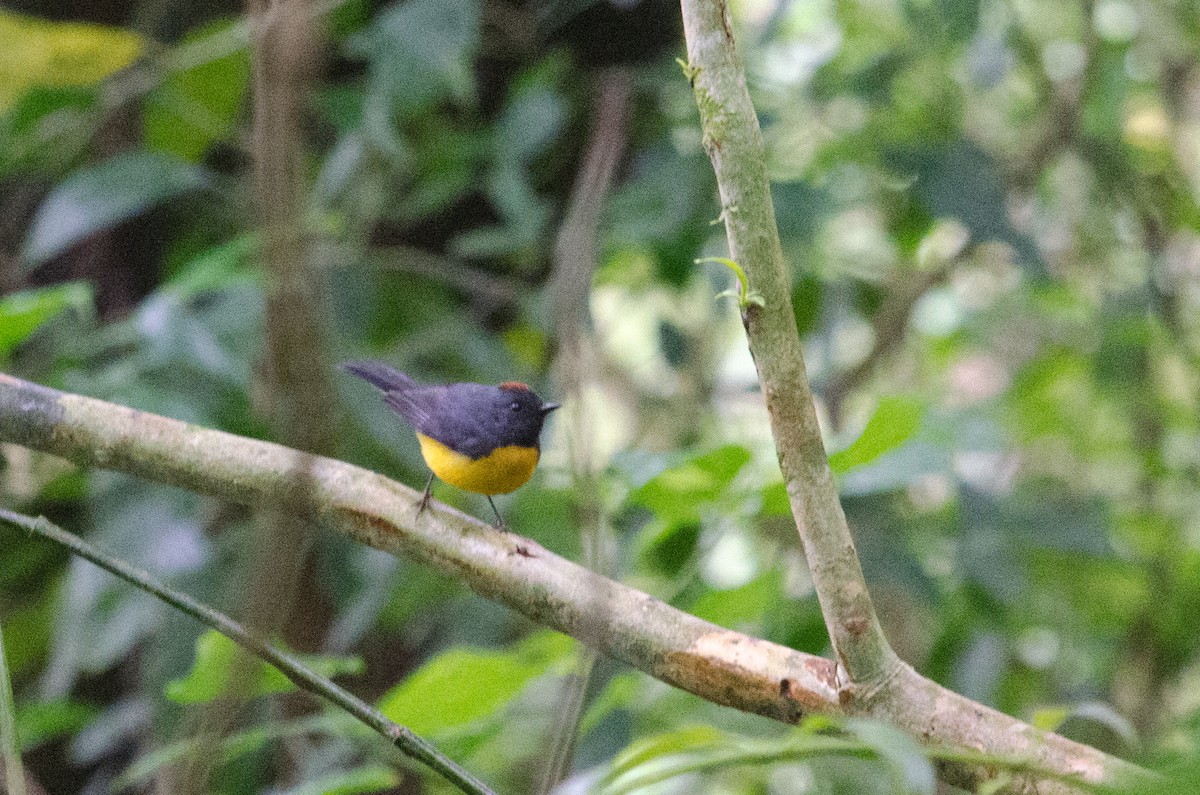 Slate-throated Redstart - ML629676113