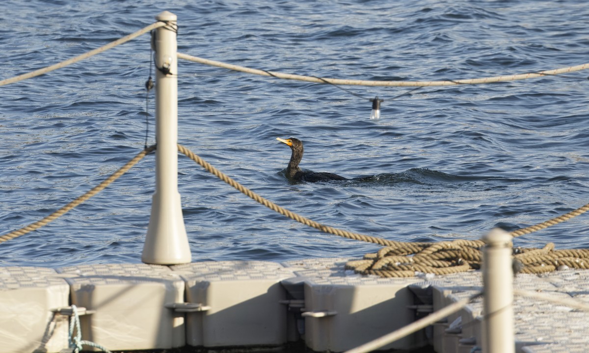 Double-crested Cormorant - ML629676195