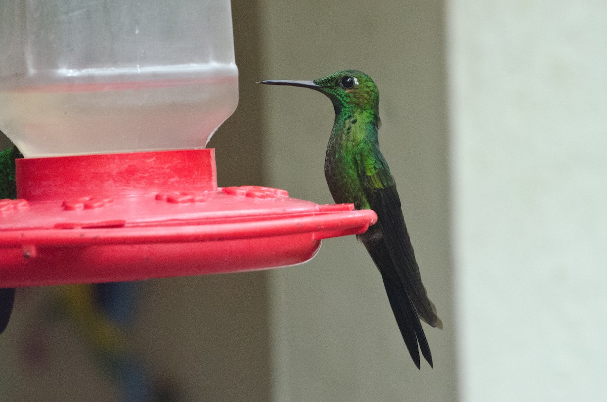 Green-crowned Brilliant - ML629676275