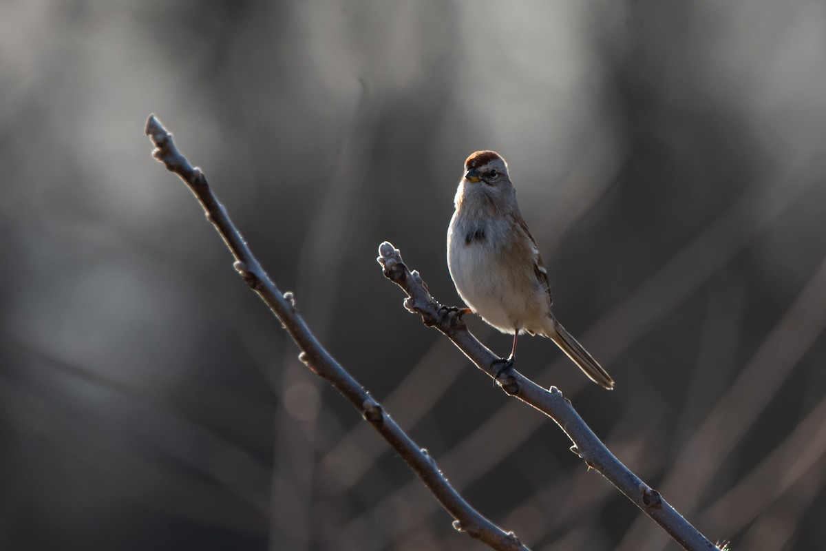 American Tree Sparrow - ML629676290