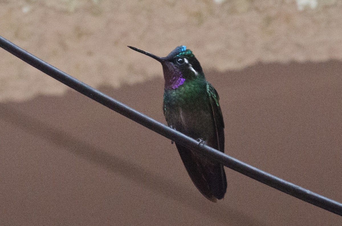 Purple-throated Mountain-gem - ML629676313