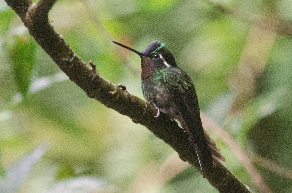 Purple-throated Mountain-gem - ML629676314