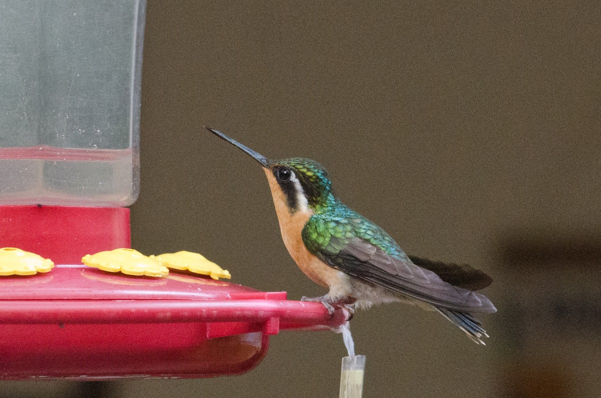 Purple-throated Mountain-gem - ML629676315