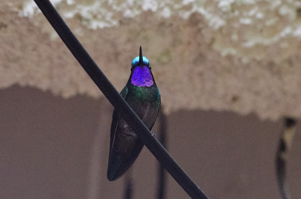 Purple-throated Mountain-gem - ML629676317