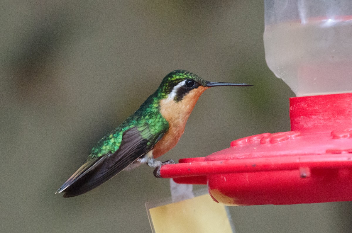 Purple-throated Mountain-gem - ML629676318