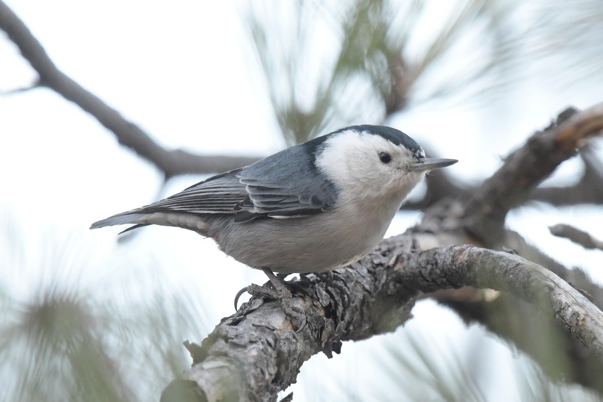 White-breasted Nuthatch - ML629676358