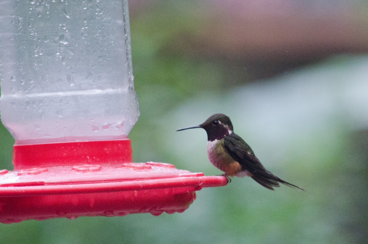 Magenta-throated Woodstar - ML629676359