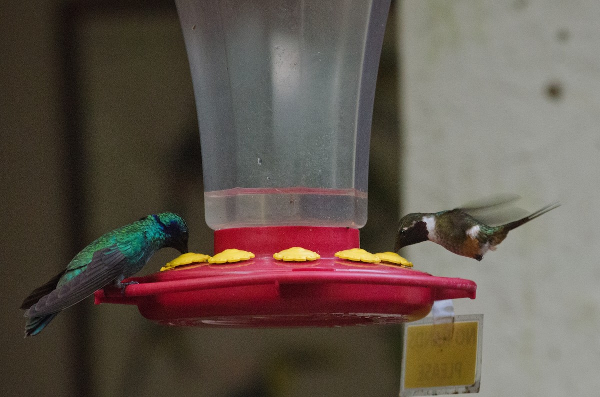 Magenta-throated Woodstar - ML629676361