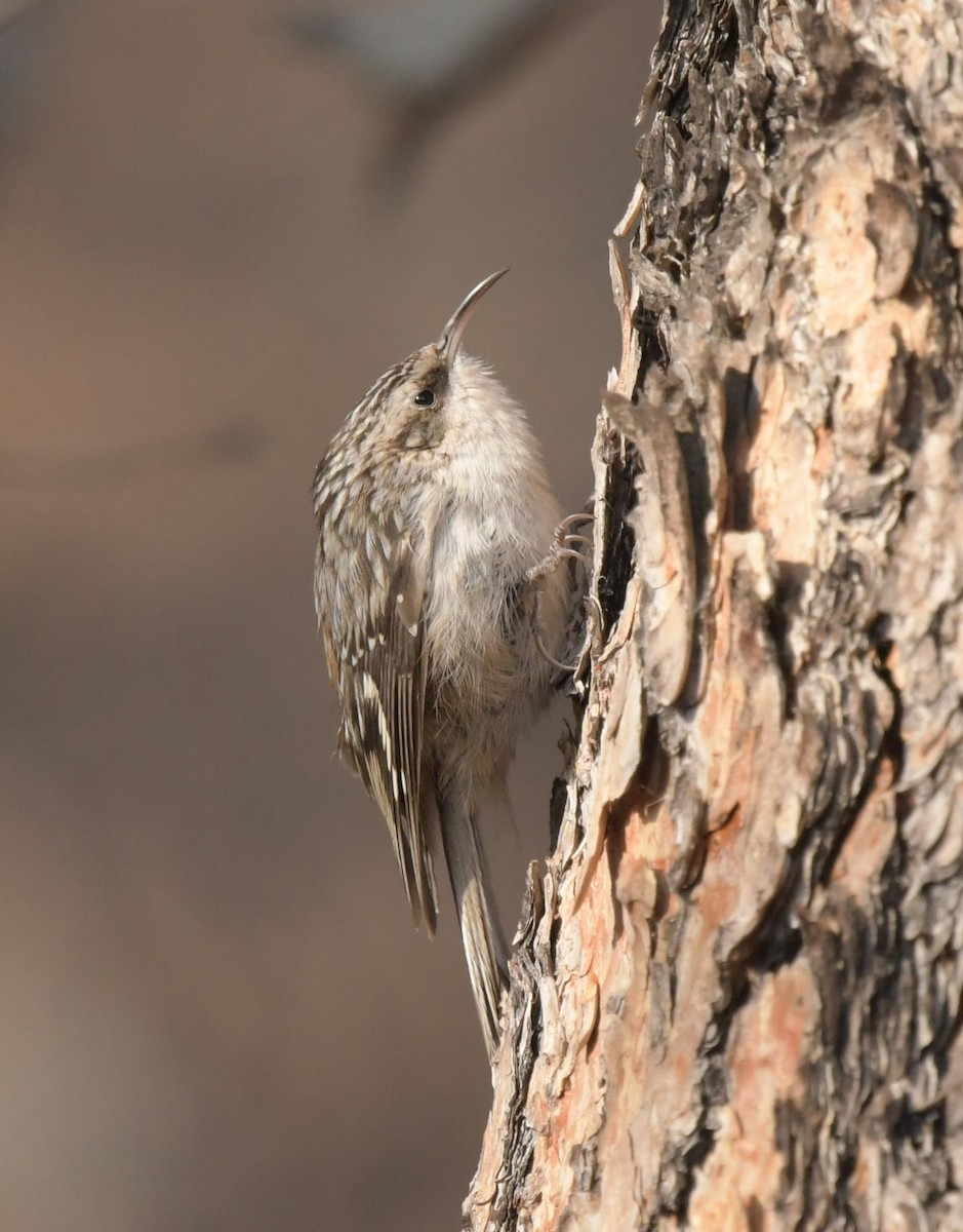 Brown Creeper - ML629676371