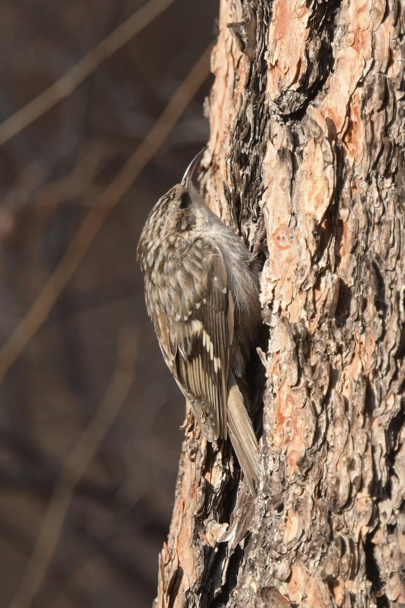 Brown Creeper - ML629676372