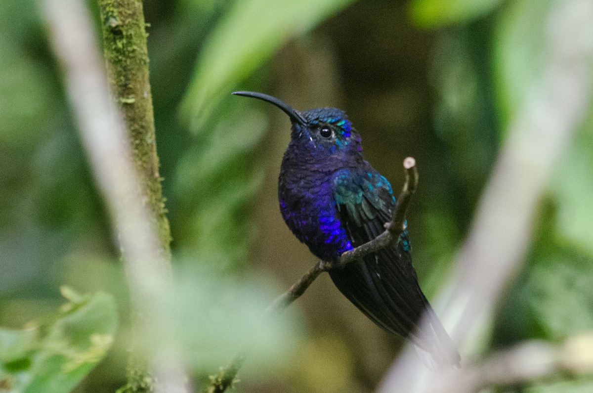 Violet Sabrewing - ML629676374