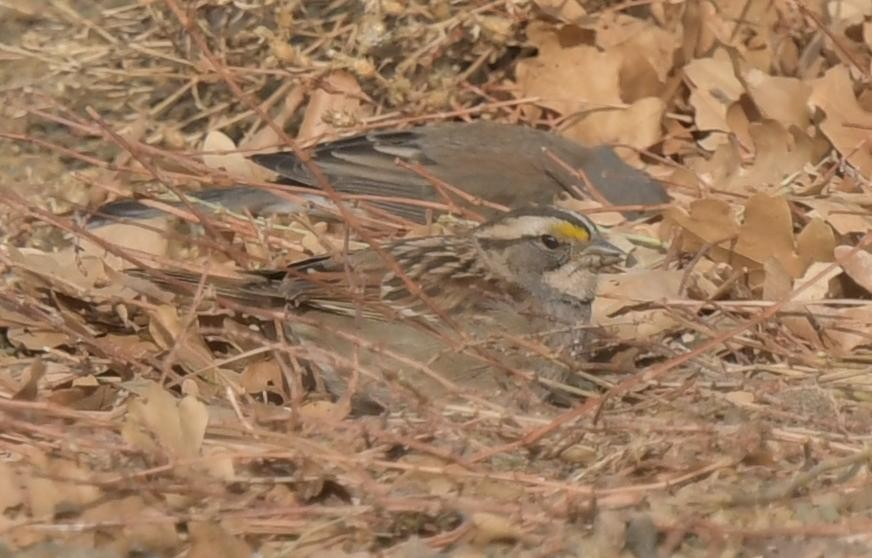 White-throated Sparrow - ML629676385