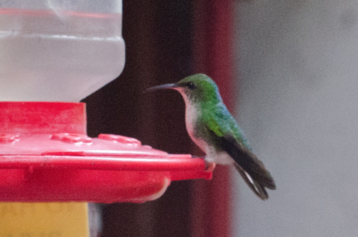 Coppery-headed Emerald - ML629676387