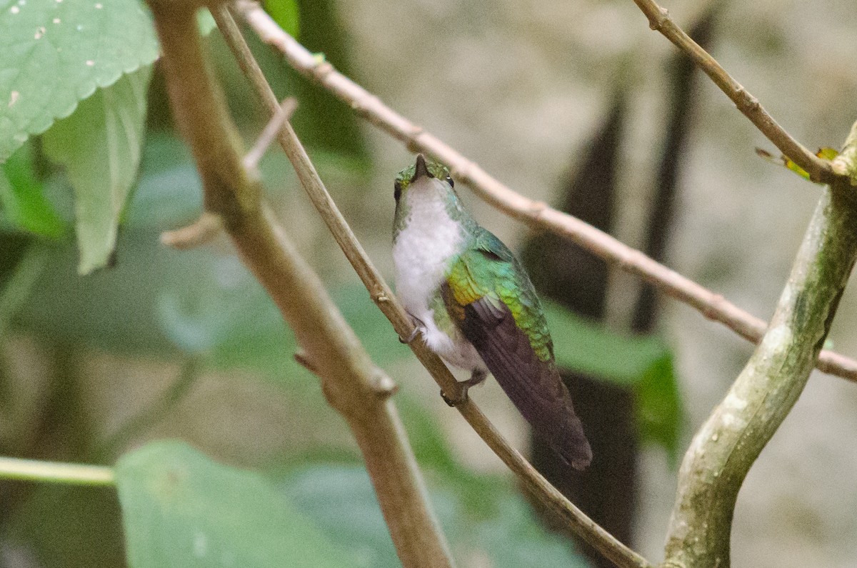 Coppery-headed Emerald - ML629676388