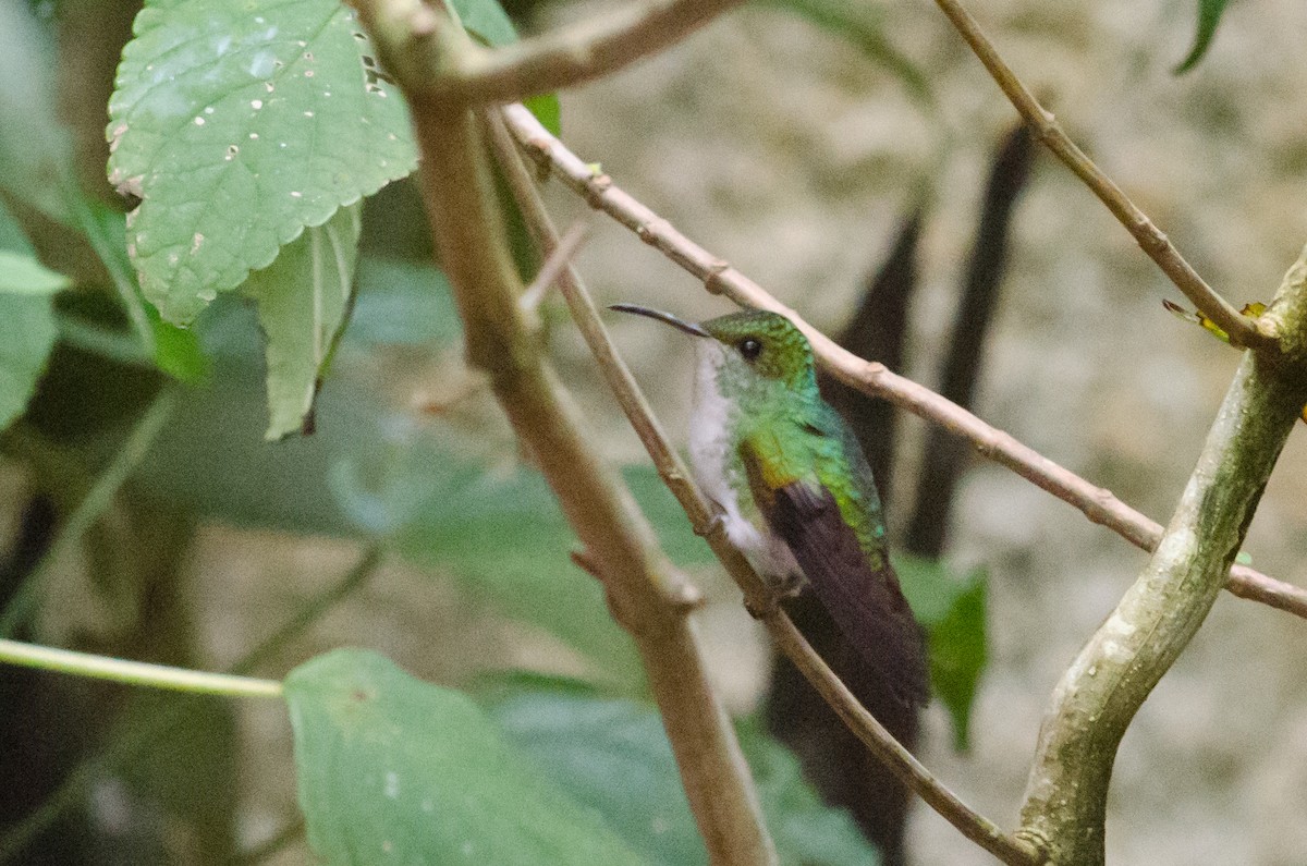Coppery-headed Emerald - ML629676389