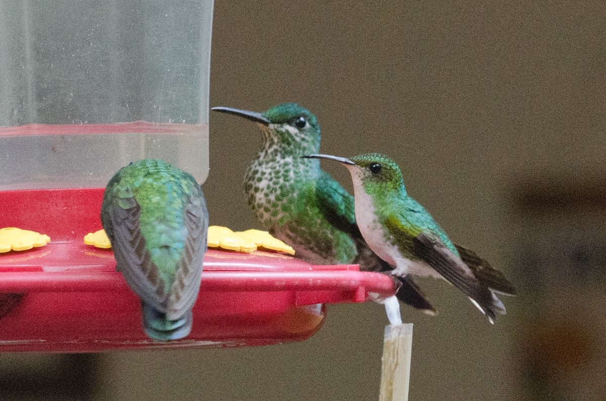 Coppery-headed Emerald - ML629676390