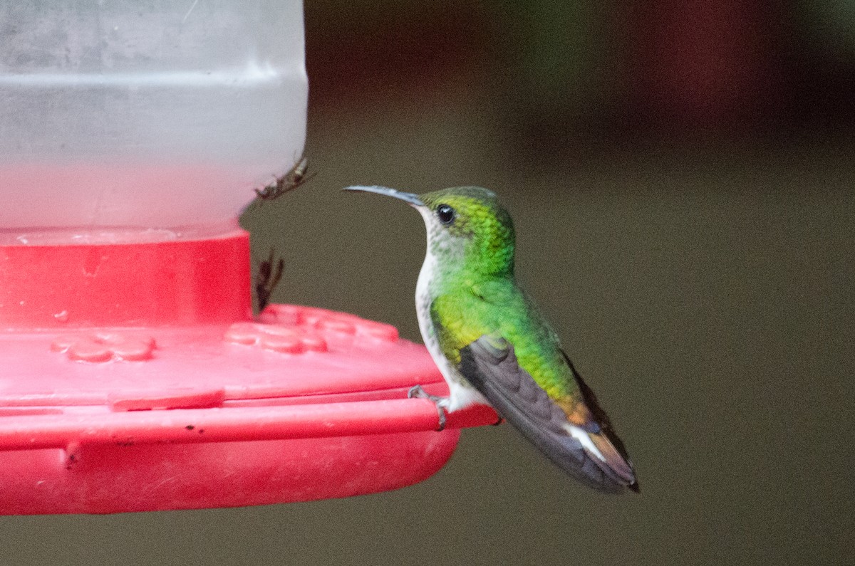 Coppery-headed Emerald - ML629676391