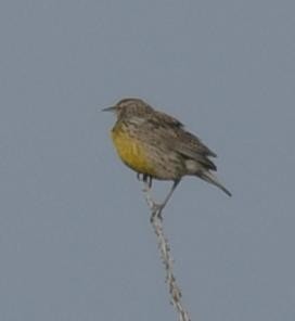 Western Meadowlark - ML629676414