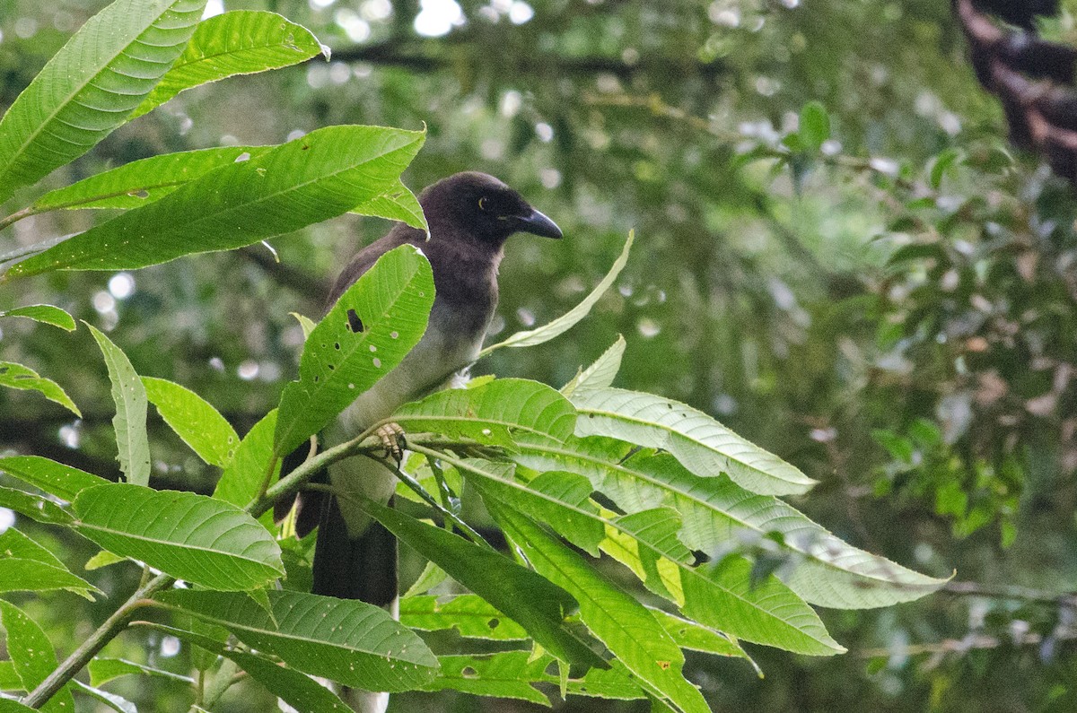 Brown Jay - ML629676420