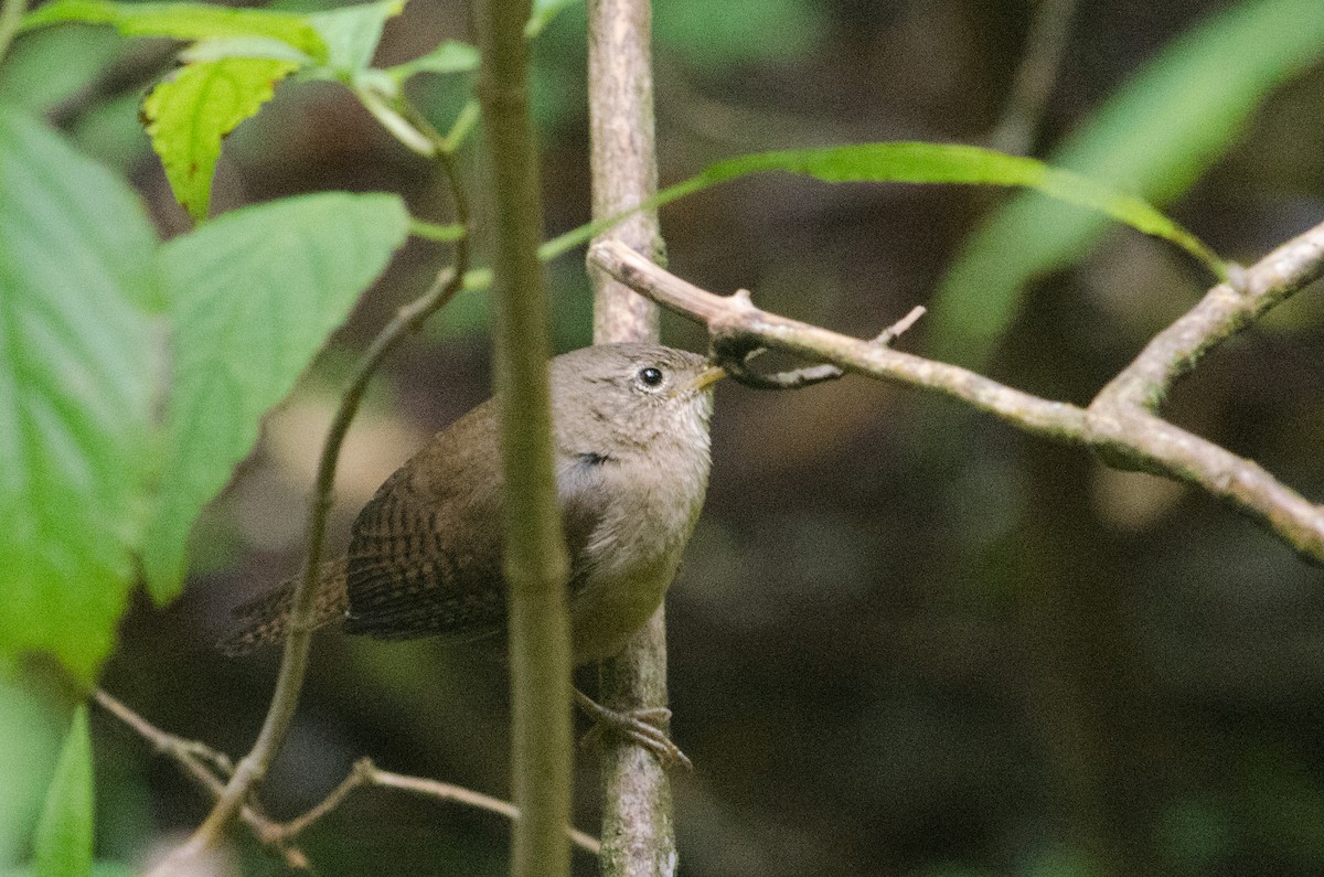Southern House Wren - ML629676450