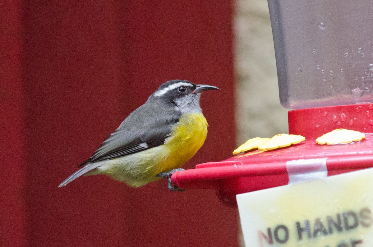 Bananaquit - ML629676490