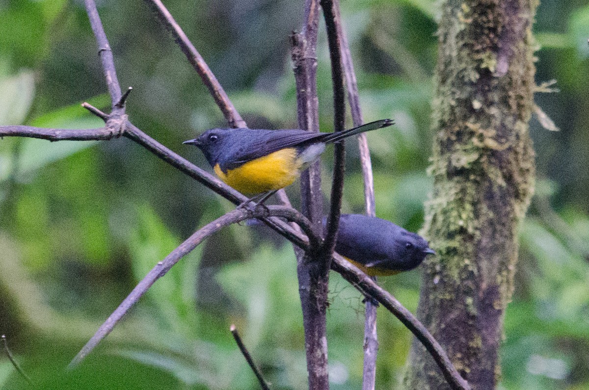 Slate-throated Redstart - ML629676493