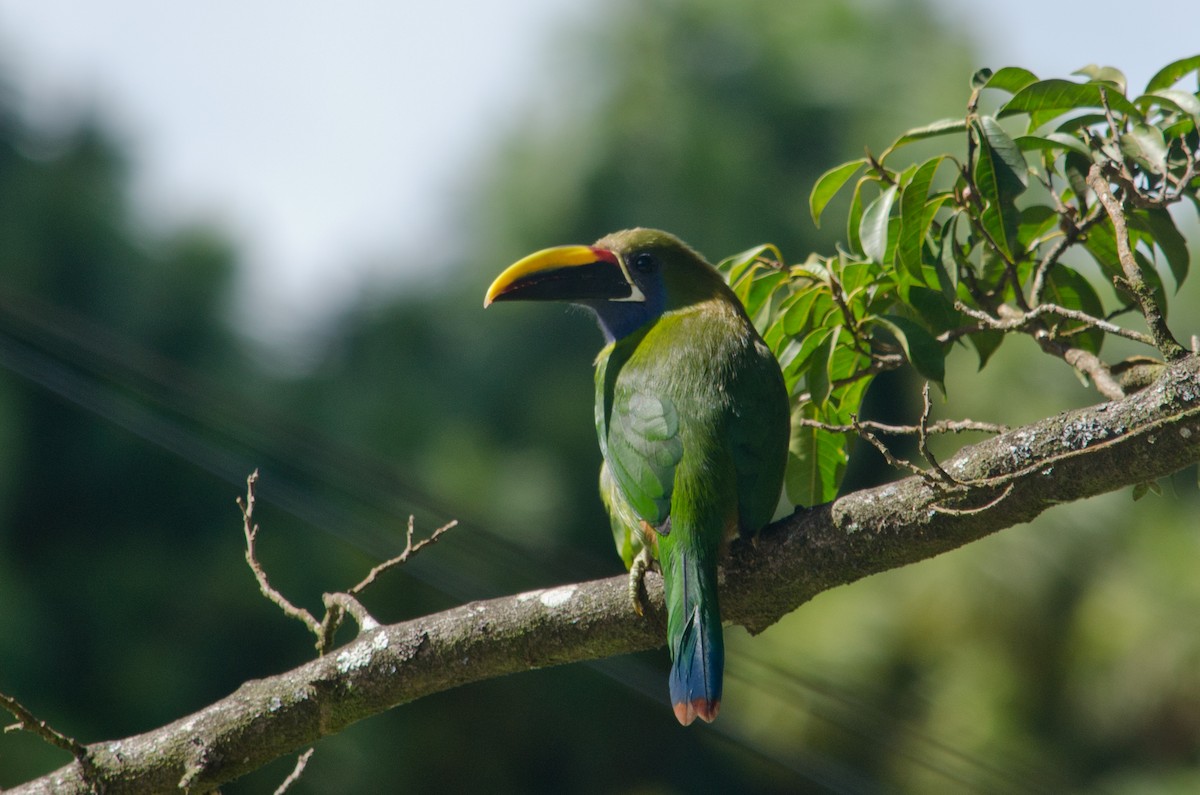Northern Emerald-Toucanet - ML629676637