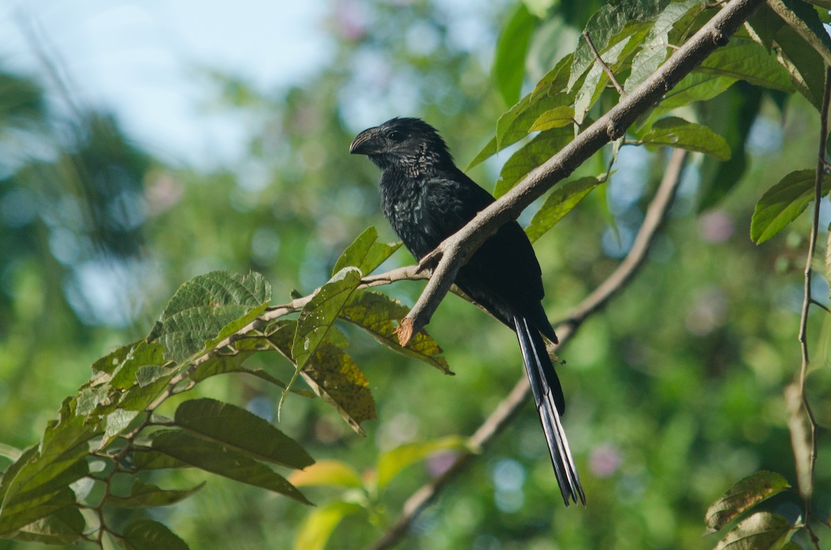 Groove-billed Ani - ML629676749