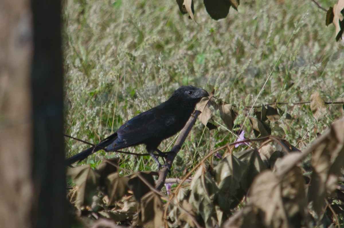 Groove-billed Ani - ML629676752