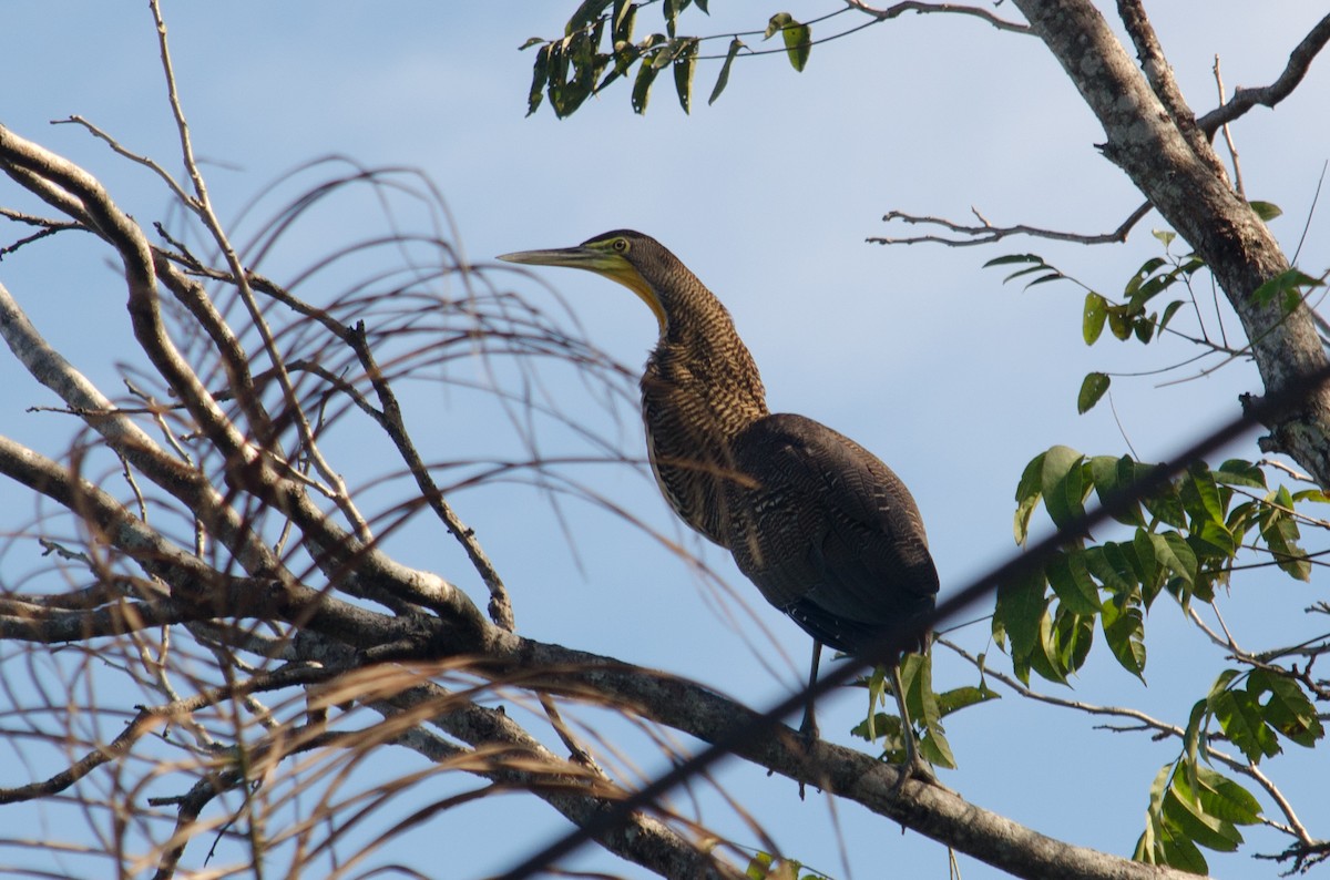 Bare-throated Tiger-Heron - ML629676799